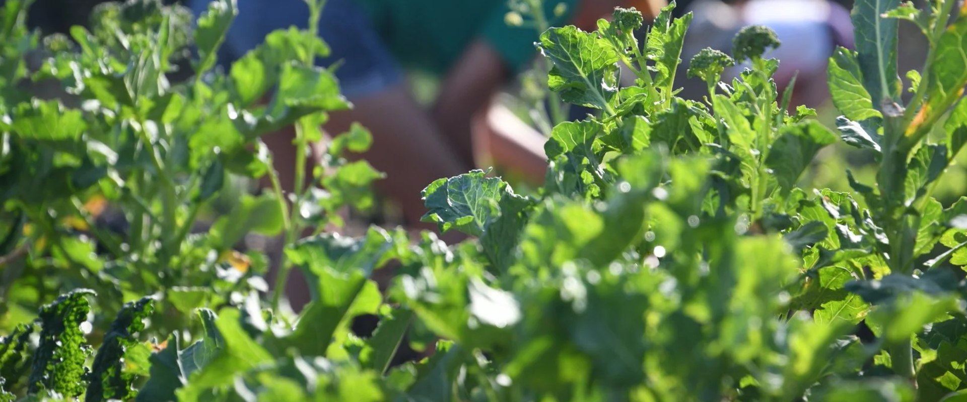 The Power of Community Organizations in Promoting Sustainable Practices in Alachua County, FL