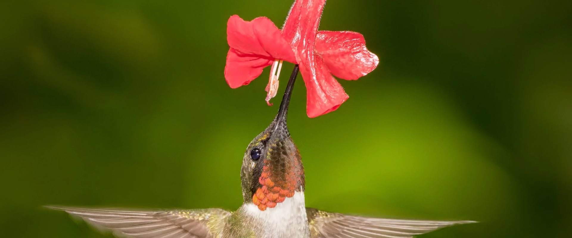 Supporting Your Community: How to Make a Difference in Alachua County, FL